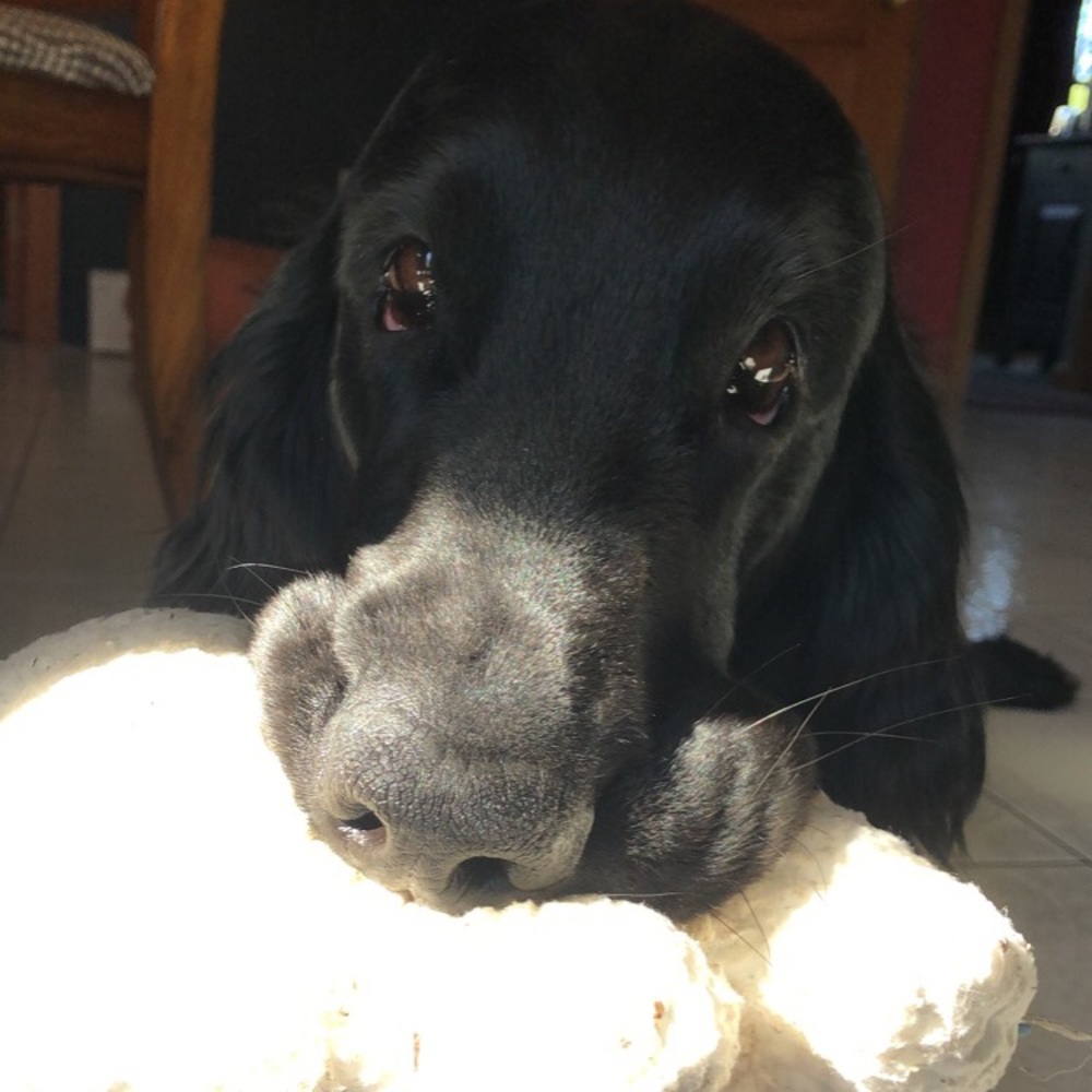 Meet your Posher, Elsie